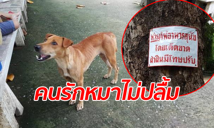 ชาวเน็ตถกเถียงเสียงแตก อุทยานน้ำตกนางรอง ติดประกาศ "ห้ามให้อาหารหมา"