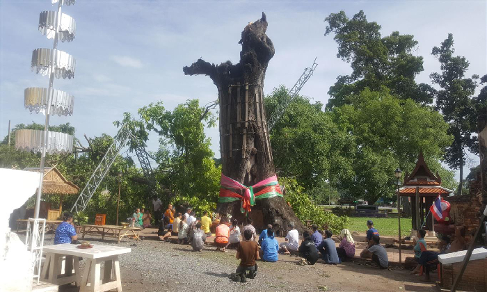 น่าเสียดาย! ลมพายุพัดต้นตะเคียนอายุกว่า 300 ปี ที่วัดพระเจ้าเสือหักโค่น