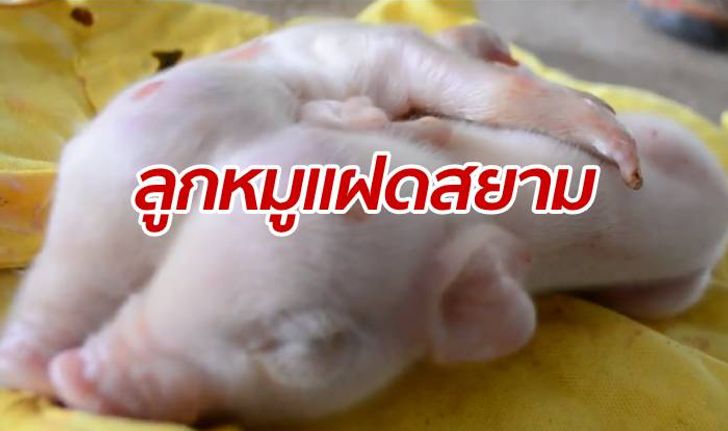 แม่หมูคลอด "หมูแฝดสยาม" เชื่อมีหัวใจคนละดวง เจ้าของประคบเลี้ยงอย่างดี