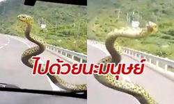 ระทึกกลางถนน งูร่วงจากฟ้าเลื้อยกระจกหน้ารถ คนขับใจนิ่งบึ่งรถต่อ 100 กม.