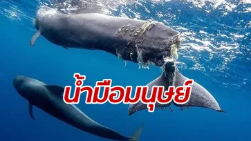 สุดเจ็บปวด ลูกวาฬถูกใบพัดเรือตัดหางเกือบขาด ช่วยไม่ได้ต้องจำใจฆ่า