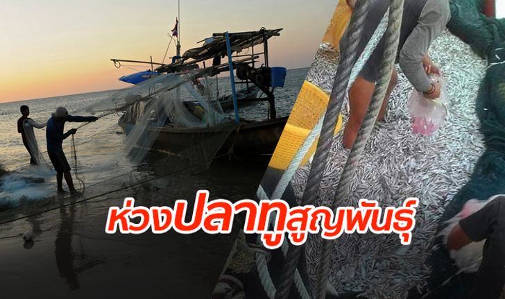 กรมประมงเผย “ปลาทูอ่าวไทย” ลดฮวบ เร่งมาตรการควบคุม หวั่นสูญพันธุ์