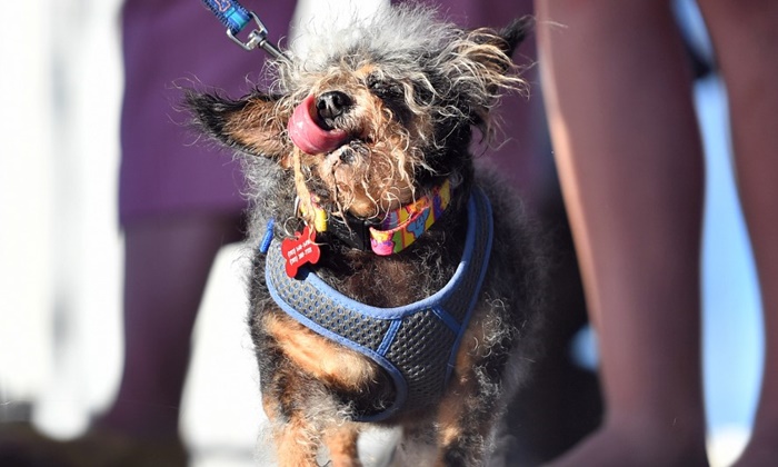 ยลโฉม "Scamp the Tramp" สุนัขน่าเกลียดที่สุดในโลก ครองแชมป์ 2019