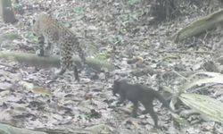 เปิดภาพหาดูยาก ครอบครัวลูกเสือดาว-เสือดำ วิ่งเล่นป่าแก่งกระจาน (มีคลิป)
