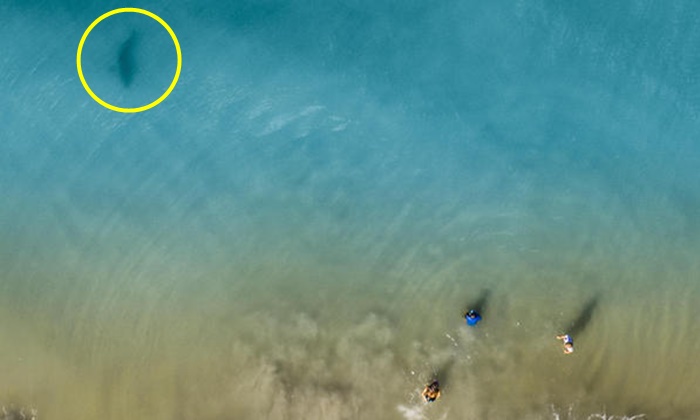 กล้องโดรนช่วยชีวิต เงาดำทะมึน "ฉลาม" ซุ่มดูเด็กๆ เล่นน้ำริมชายหาด