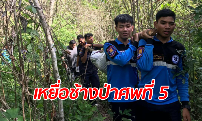 ช้างป่าดงใหญ่ดุไม่หยุด ทำร้ายชาวบ้านอีกแล้ว ตายเป็นศพที่ 5 ในรอบปี