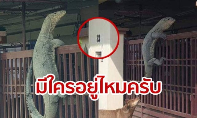 ตัวเงินตัวทองปีนรั้ว