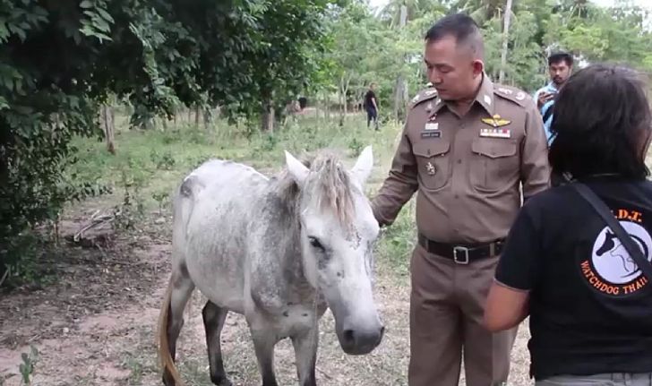 บุกบ้านจับหนุ่มเชือด "ม้า" แล่เนื้อขายออนไลน์ อ้างเลิกทำแล้วหลังถูกกรรมตามสนอง