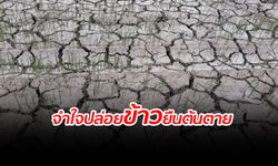 ชาวนาเศร้า! จำใจปล่อยต้นข้าวในนาแห้งตาย หลังประสบภัยแล้ง-ฝนทิ้งช่วง