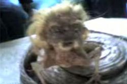 แกะรอยคลิปสัตว์ประหลาดงูหัวคนยันพบที่อินโด