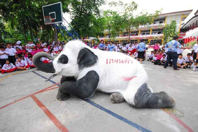 ช้างอยุธยาประชดรบ.แปลงร่างเป็น แพนดา ดึงคนสนใจ