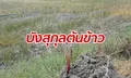 โคราชแล้งจัด! ชาวบ้านนิมนต์พระสวดบังสุกุลต้นข้าว ขอฝน-ทำนาก่อนสิ้นฤดู