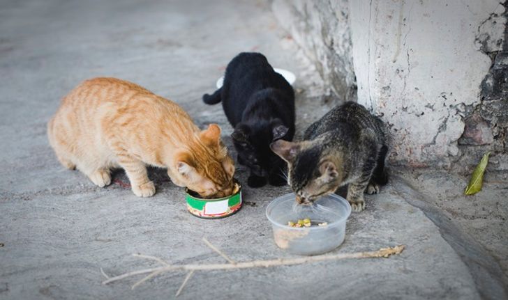 อเมริกาสั่งโทษคุณยาย จำคุก 10 วัน เพราะแอบเอาอาหารให้แมวจรจัด