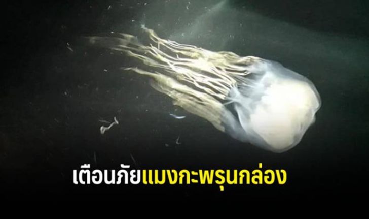 นักวิชาการเตือน ระวัง “แมงกะพรุนกล่อง” ภัยพิษร้ายท้องทะเลไทย