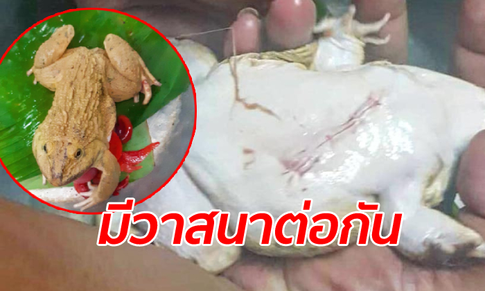 กบทรหด "บุญอึด" ถูกผ่าท้องควักไส้แต่ไม่ยอมตาย รอดลงหม้อแถมต้องพาไปหาหมอ