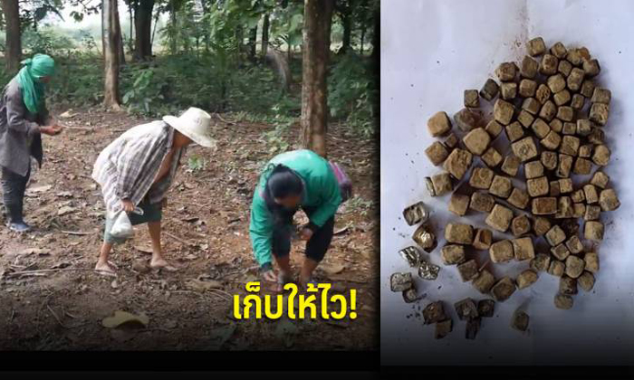 ชาวบ้านสุโขทัยฮือฮา แห่เก็บ “ข้าวตอกพระร่วง” ส่งขายพ่อค้ามาเลเซีย