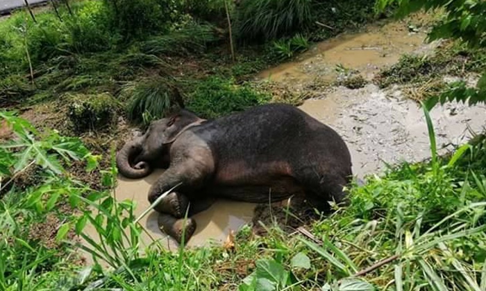 หมอสุดยื้อ "ช้างป่าชลบุรี" ทนเจ็บไม่ไหว สิ้นใจหลังรถบรรทุกชน