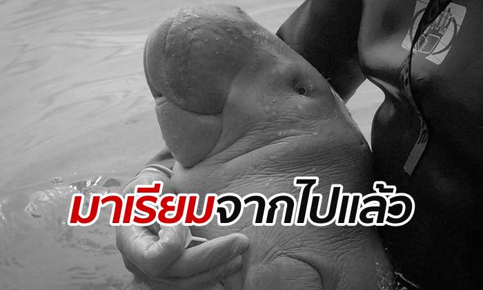 “มาเรียม” พะยูนน้อยกำพร้าขวัญใจคนไทย สิ้นใจจากไปอย่างสงบแล้ว