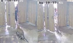 สื่อนอกตีข่าว "เสือดาว" หลุดออกจากกรงสวนสัตว์เกาะสมุย ตะปบเด็กอิสราเอลวัย 2 ขวบ
