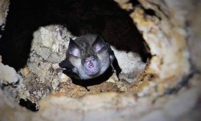 ฮือฮา พบค้างคาวจิ๋วคล้าย "ค้างคาวคุณกิตติ" ที่ใกล้สูญพันธ์ ขนาดเล็กเท่าเหรียญสิบ