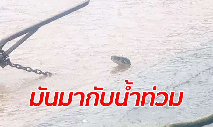 งูหลามลอยคอมากับน้ำท่วมเข้าบ้านคน คอหวยแห่มุงเลขเกี่ยวกับกู้ภัย