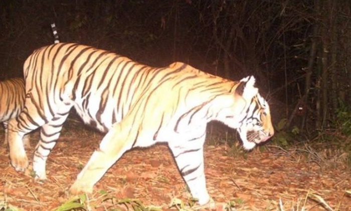 ป่าไทยสมบูรณ์ "เสือโคร่ง" ห้วยขาแข้ง-ทุ่งใหญ่นเรศวร เพิ่มขึ้นเป็น 77 ตัว