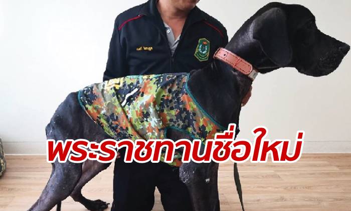 13 สุนัขเกรทเดนกับชีวิตใหม่ พร้อมได้รับพระราชทานตั้งชื่อให้ใหม่