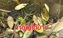 บุญหรือบาป? คนใจดีปล่อย "เต่า" ลงสระบัวใหญ่ สุดท้ายจมน้ำตายอนาถทุกตัว