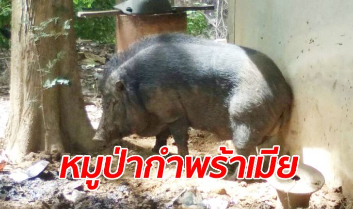 หมูป่าชื่อ "หมูปิ้ง" เครียดหนักหลังเมียตายจาก คลั่งไล่ทำร้ายพระเณรหนีจีวรปลิว