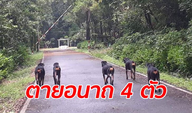 สลด! สุนัขโดเบอร์แมนถูกเจ้าของเอามาทิ้งหน้าค่ายทหาร ถูกรถชนตาย 4 รอด 1