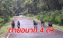 สลด! สุนัขโดเบอร์แมนถูกเจ้าของเอามาทิ้งหน้าค่ายทหาร ถูกรถชนตาย 4 รอด 1