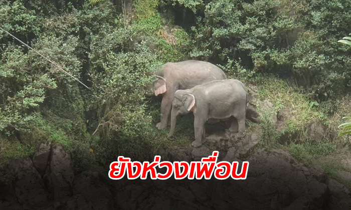 จนท.ดูแลใกล้ชิด ช้างป่า 2 ตัวที่รอดชีวิต เตรียมกู้ซากช้างตายขึ้นจากน้ำ