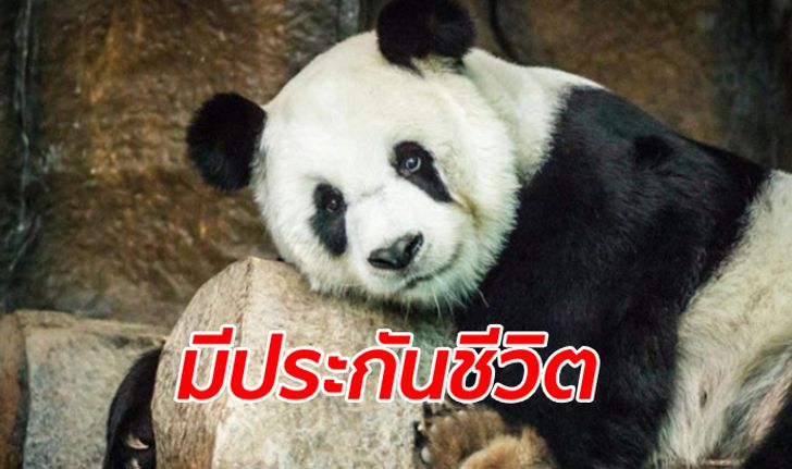 "วราวุธ" โล่งอก "แพนด้าช่วงช่วง" หัวใจวายตาย ไทยไม่ต้องจ่ายชดเชยเพิ่ม