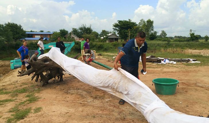 ขุดเพิ่มสำเร็จอีก 4 "ต้นตะเคียนโบราณ" ชาวบ้านเชื่อมุดหนีไปเองได้