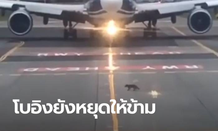 ภาพหาดูยาก หมาจิ้งจอกตัวจิ๋ว ทำเครื่องบินลำใหญ่มหึมายังต้องหยุดจอด