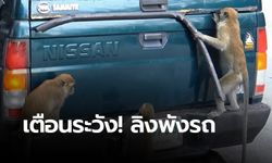 ฝูงลิงเขาตังกวน-เขาน้อย เกเรรุมรื้อรถกระบะ พังเสียหาย