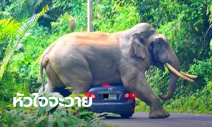 คลิประทึก "พี่ดื้อ" ช้างป่าเขาใหญ่ ขย่มรถนักท่องเที่ยวจนหลังคายุบ
