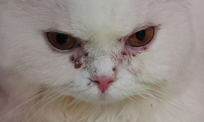 สาวร้อง แมวติดเอดส์แมวจากการถ่ายเลือด หลัง รพ.สัตว์ไม่ตรวจเชื้อ ซ้ำปัดรับผิดชอบ