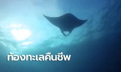 ผลของการปิด "เกาะตาชัย" กระเบนราหูยักษ์ 5 เมตร โผล่แหวกว่ายอวดโฉมนักดำน้ำ