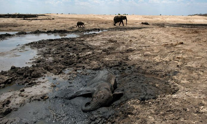 ซิมบับเวเผชิญสภาวะภัยแล้ง ช้างป่าขาดแคลนน้ำ-อาหาร ล้มตายแล้ว 200 ตัว