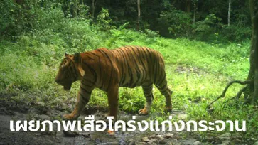 เสือพีเพราะป่าปก! อช.แก่งกระจานเผยภาพเสือโคร่งตัวใหญ่ ชายแดนไทย-เมียนมา
