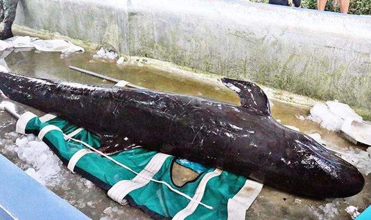 วาฬเพชฌฆาตดำเกยตื้นพัทยาตายแล้ว ใช้รถเครนยก-เร่งชันสูตร