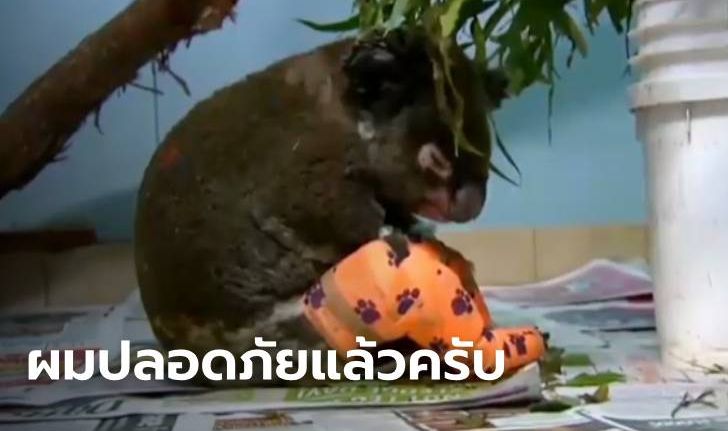 เปิดภาพ "โคอาลา" ปลอดภัยแล้ว หลังรอดตายเพราะนางฟ้าฝ่าไฟป่าไปช่วย