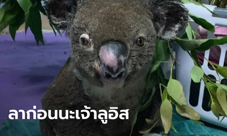 หมอตัดสินใจทำการุณยฆาต "ลูอิส" หมีโคอาลาที่รอดตายจากไฟป่า