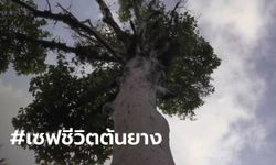 คนเมืองคอนร้องขอชีวิต "ต้นยางนาโบราณ" อายุร้อยปีกำลังจะตาย