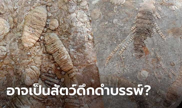 คอหวยแตกตื่น เจ้าของร้านอาหารโพสต์ภาพก้อนหินคล้ายซากฟอสซิลสัตว์โบราณ