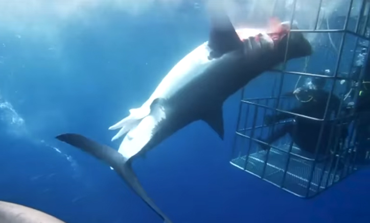 คลิปสลด ฉลามพุ่งเข้าหากรงนักท่องเที่ยว ส่วนหัวดึงออกไม่ได้ดิ้นเลือดสาดตายต่อหน้า