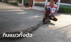 งูเหลือมยาว 3 เมตร หิวจัด เลื้อยเข้าบ้านคน กินแมวทั้งตัว อิ่มนอนขดอยู่ริมรั้วในบ้าน