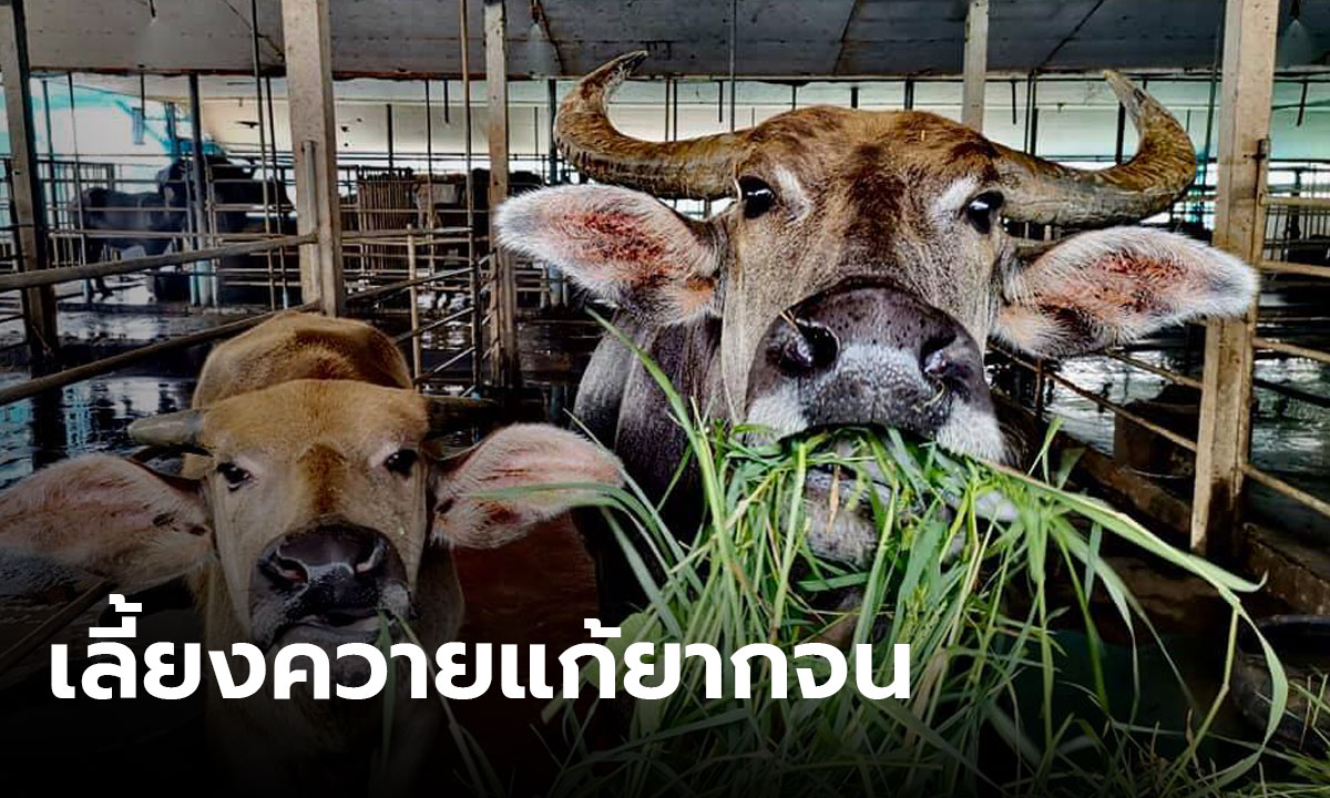 รมช.เกษตรฯ เตรียมชู "ควายไทย" แก้ความยากจน