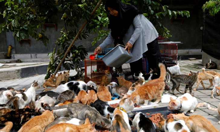 แม่บ้านอิเหนาจ่ายวันละ 1 ล้านรูเปียห์ เลี้ยงแมวจรจัด 250 ตัว